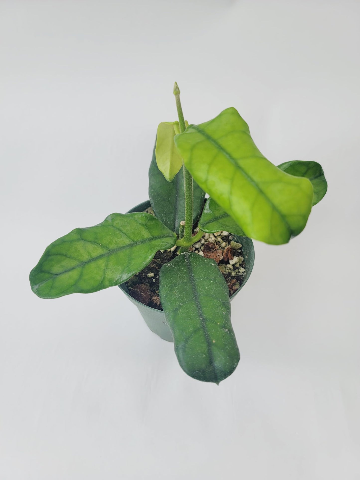 Hoya Globulosa (Rare Wax Plant) – Elongated Fuzzy-Veined Leaves, Fragrant Star Blooms – Pet-Friendly, Low Maintenance - Hoya Plants Live Houseplants - Air Purifying Plant - Ships from CA