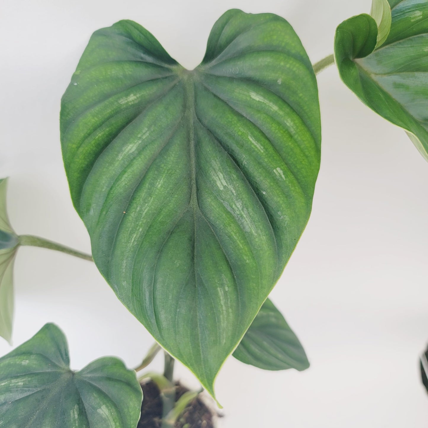 Philodendron Plowmanii – Rare Collector Philodendron with Large Silver-Green Quilted Leaves – Exotic Aroid Live Plant for Indoor Décor – Easy Tropical Houseplant