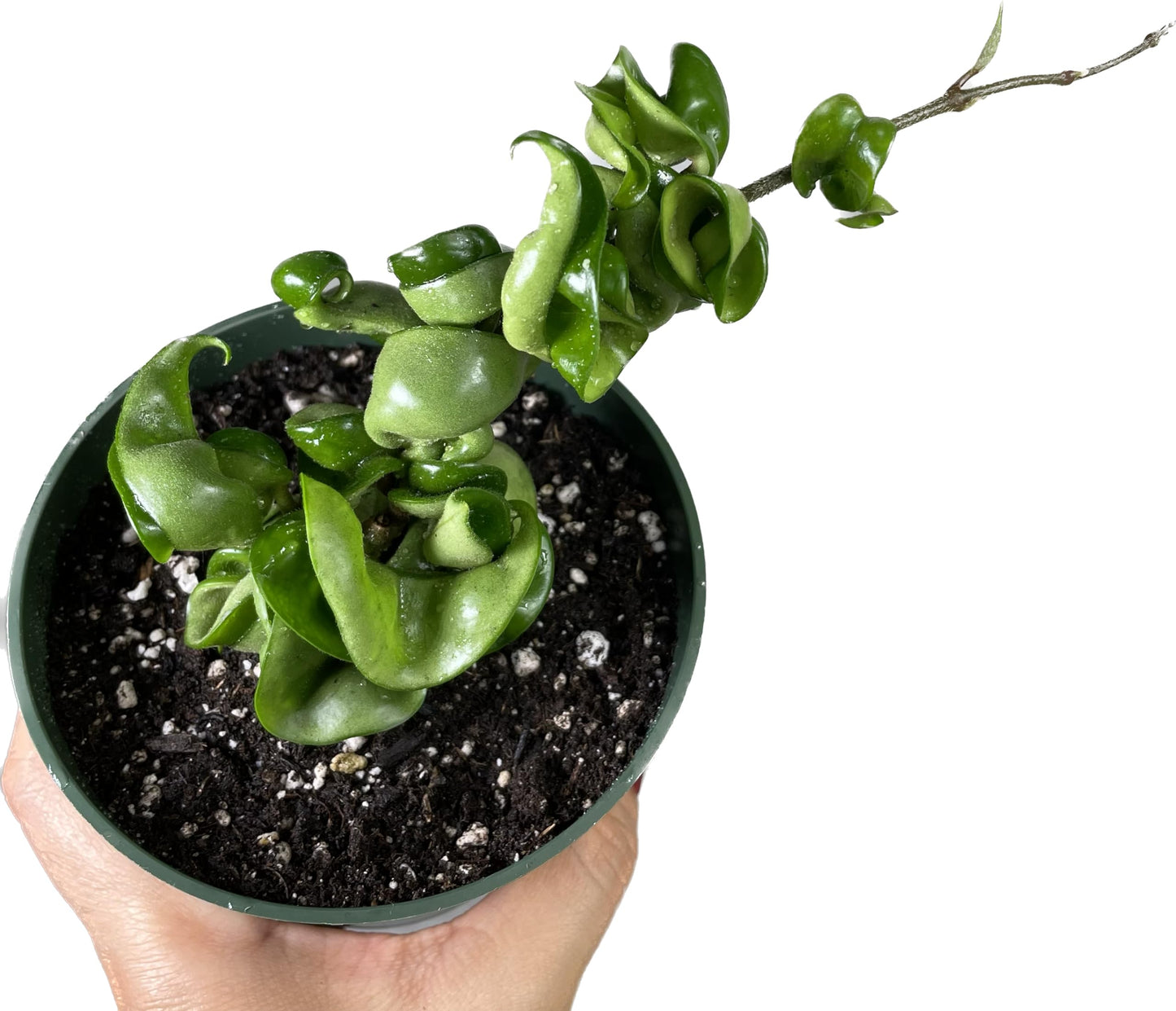 Hoya Compacta in 4" Pot aka Hoya Hindu Rope Plant or Hoya Krinkle Kurl - Hoya Plant Live Houseplants - Live Hoya Plant - Hoya Compacta Live Plant - Air Purifying Plant - Pet Friendly Plant