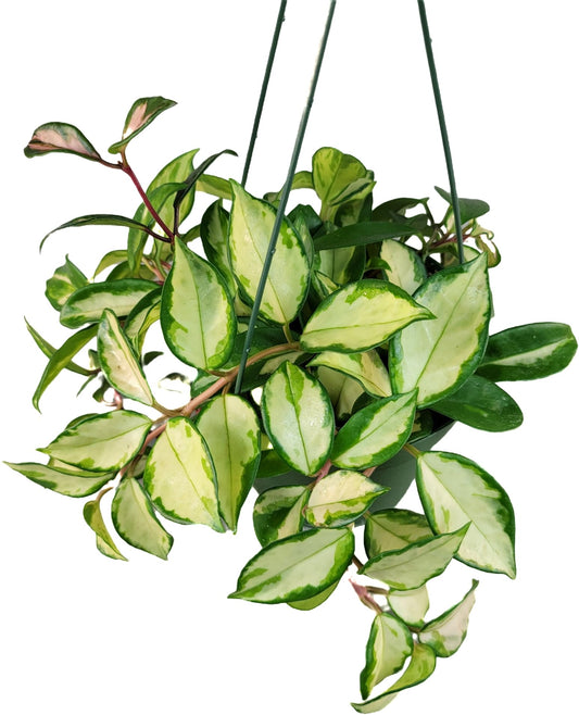 Hoya Krimson Princess Available in 2", 4", or 6" Pot Hoya Carnosa Vareiagata, Hoya Princess - Trailing Plant - Live Hoya Plant - Air Purifying Plant - Live Arriaval Guarantee!