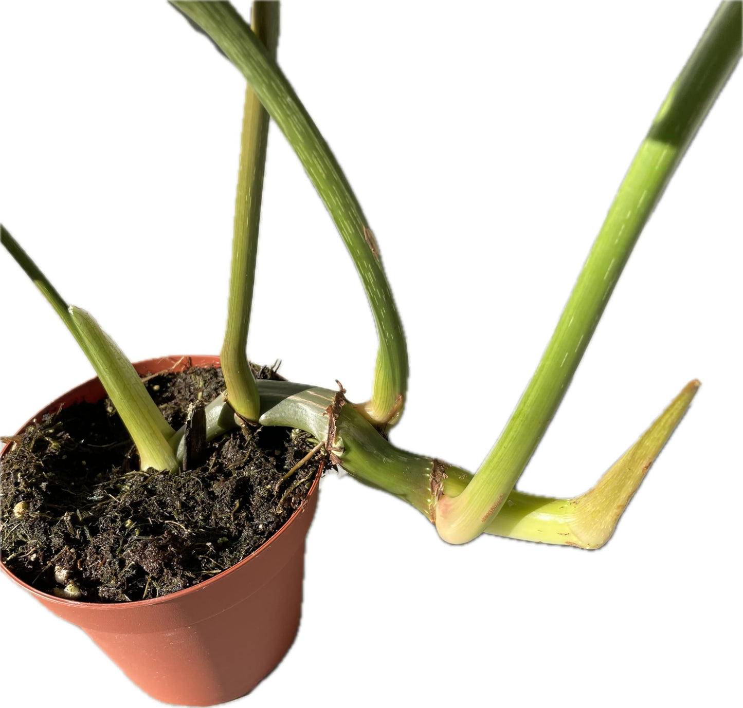 Philodendron Gloriosum - Rare Velvet Heart-Shaped Leaves - Philodendron Live Plant in 4" Pot - Easy Care & Low Maintenance Air Purifying Live Indoor Plant – Minor Leaf Imperfection - CA Seller