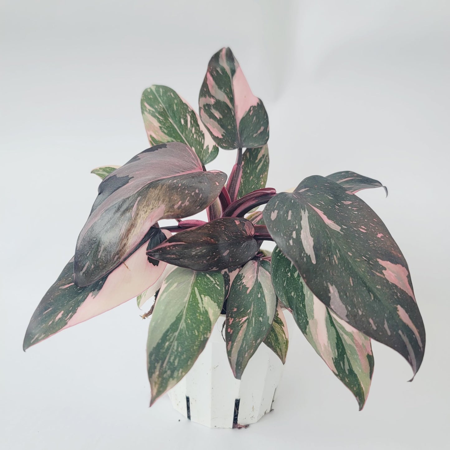 Philodendron Pink Princess Marble Galaxy Variegation with Dark Cherry Colors - Perfect Plant Gift - Rare Pink Live Plant - Variegated Philodendron eurebscens - CA Seller
