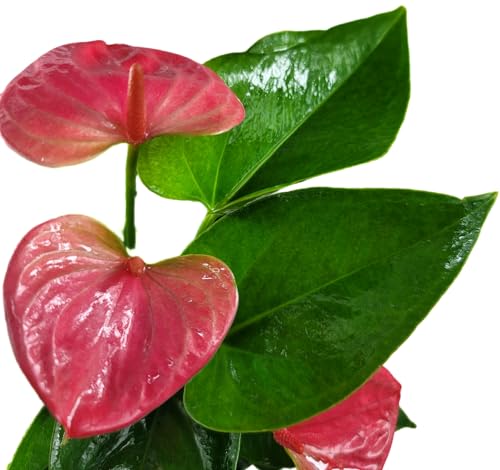 Anthurium Live Plant Pink Flowers - Anthurium Andraeanum Pink Flower - Anthurium Plants Live House Plants - Heart-Shaped Leaves - Available in 4" & 6" Pot - CA Seller