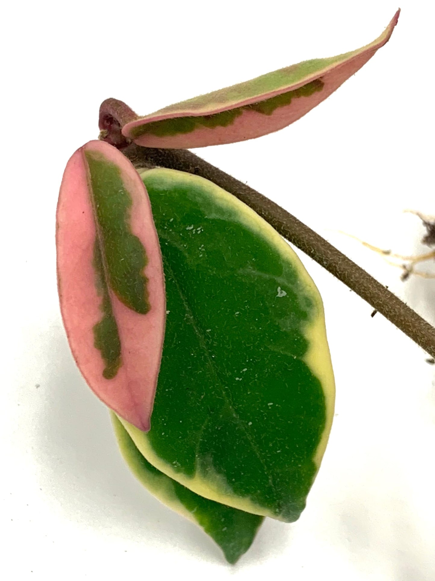 Hoya Krimson Queen Available in 2" Pot, 4" Pot, and 6" Hanging Pot, Live Arrival Guaranteed! Live Hoya Plant Live Indoor Plant