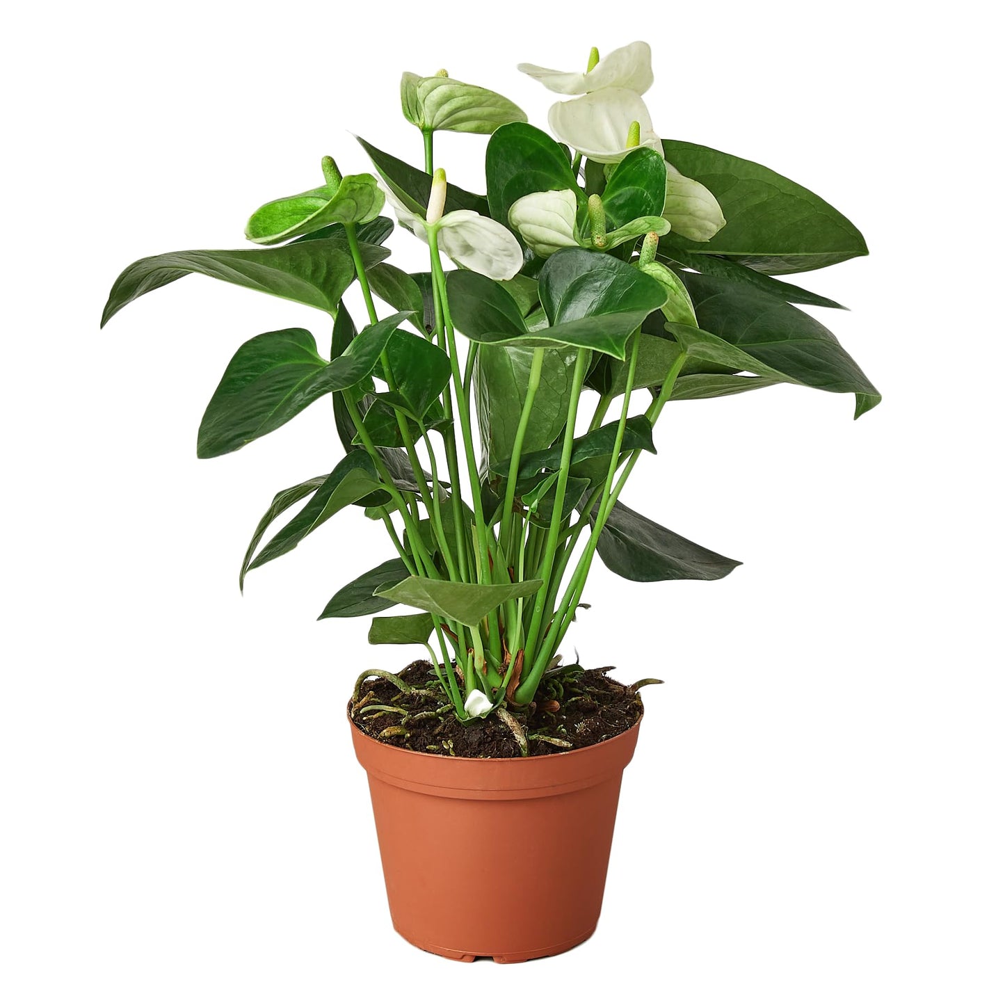 Anthurium White Flower Andraeanum - Exotic Tropical Houseplant with Glossy White Flowers and Lush Foliage - Easy-Care Indoor Plant - CA Seller - Air Purifying Plant