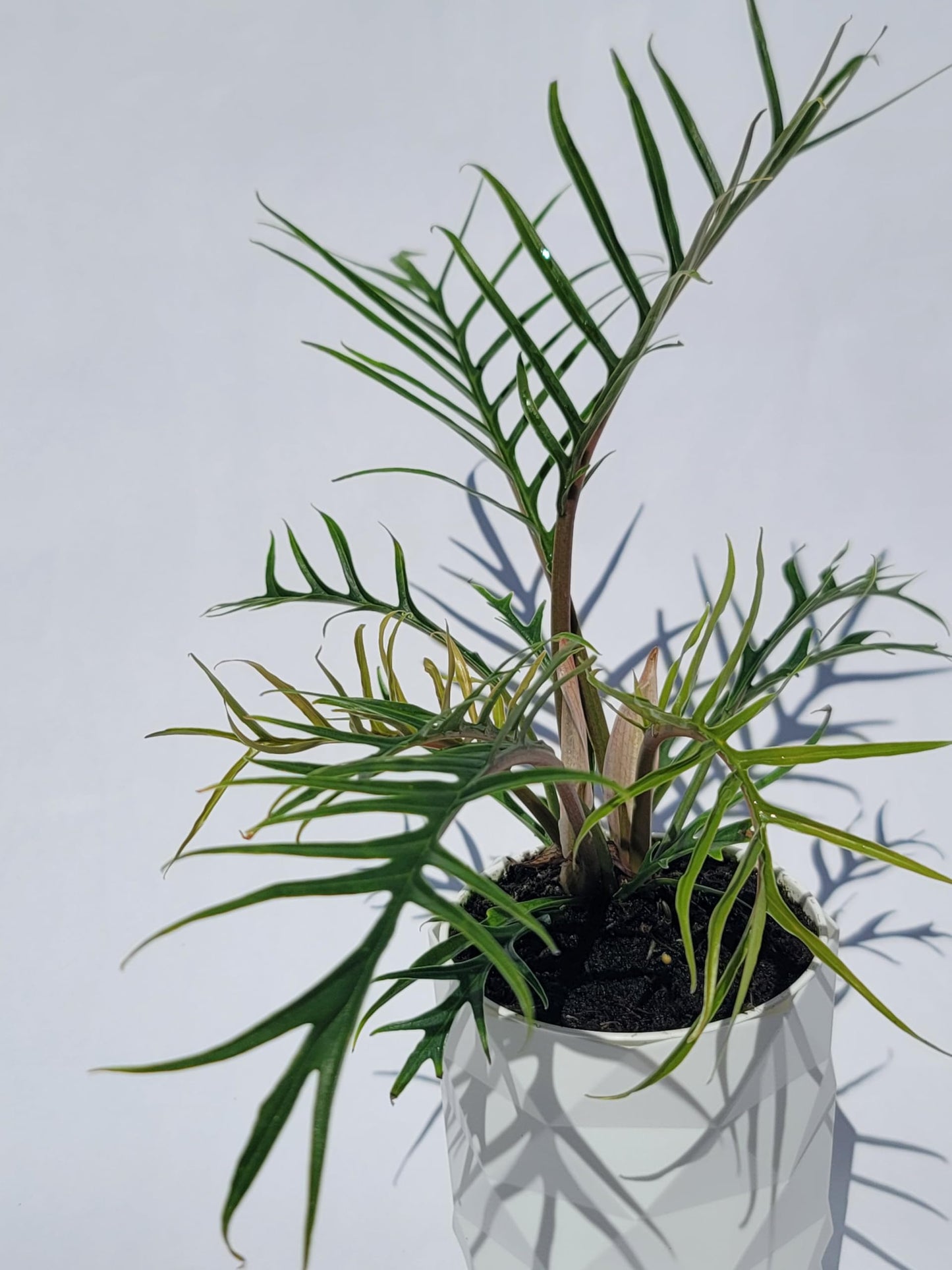 Philodendron Tortum Live Plant | Ships from CA | Available in Modern White Self-Watering Planter | Air Purifying & Pet-Friendly