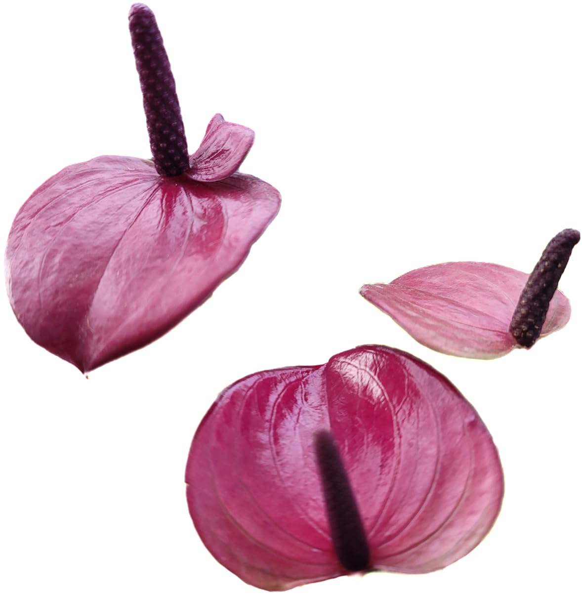 Anthurium Purple Andraeanum - Exquisite Indoor Plant with Long-Lasting Blooms and Lush Foliage & Glossy Purple Flowers - Easy-Care Indoor Plant - CA Seller - Air Purifying Plant