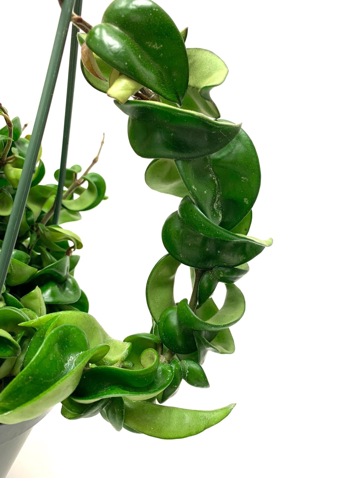 Hoya Compacta aka Hoya Hindu Rope Available in 2", 4", and 6" Pot Live Hoya Plant Captivating Vine Plant for Air-Purifying - Hoya Plants Live Houseplants