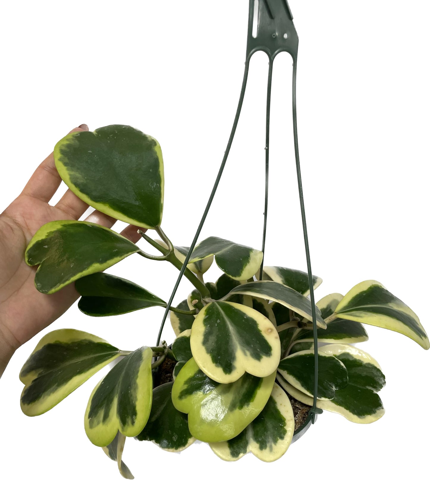 Variegated Hoya Kerrii - Hoya Plants Live Houseplant - Live Hoya Plant - Outer Variegated Hoya Kerrii - Plant Gift - Air Purifying Plant