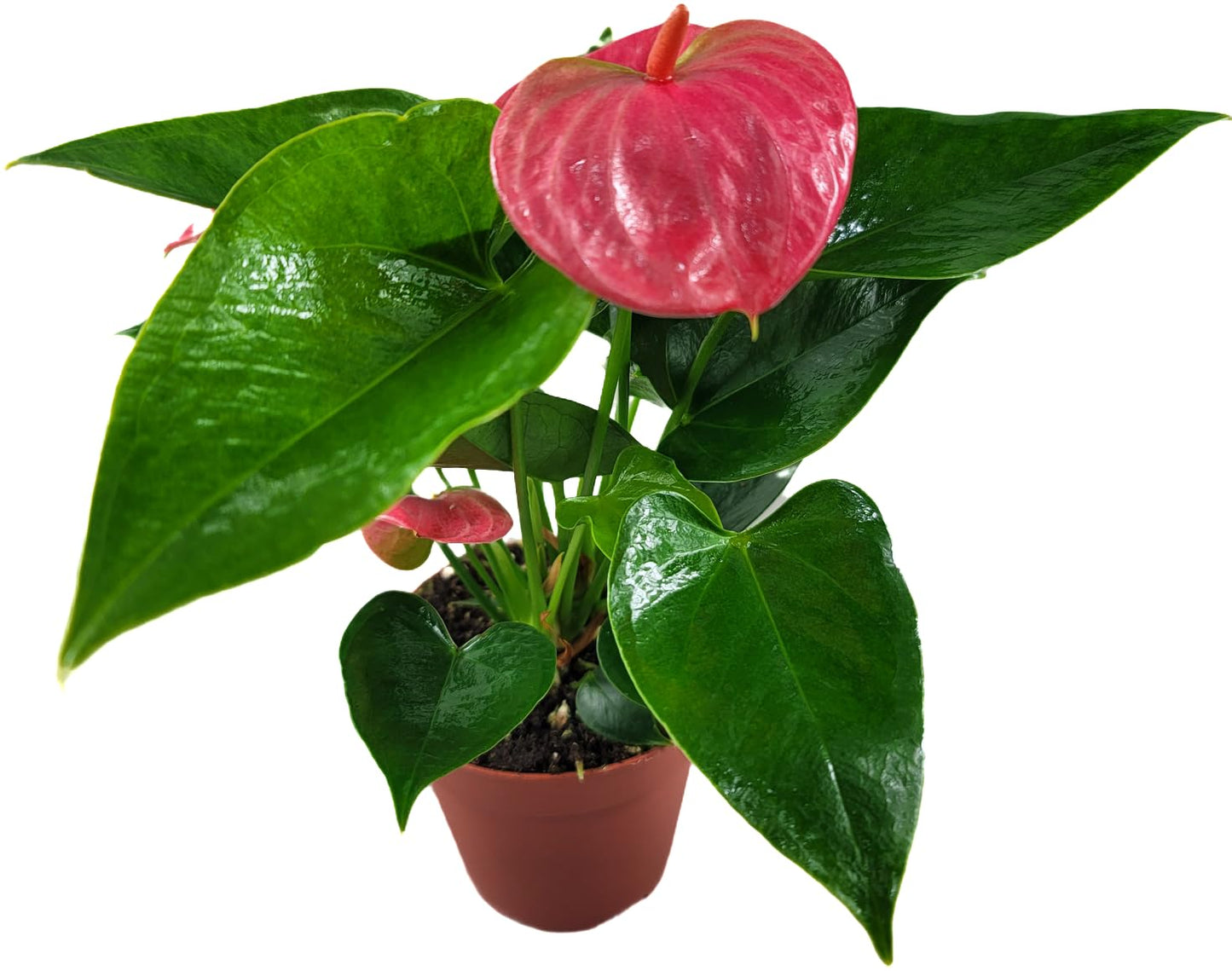 Anthurium Live Plant Pink Flowers - Anthurium Andraeanum Pink Flower - Anthurium Plants Live House Plants - Heart-Shaped Leaves - Available in 4" & 6" Pot - CA Seller