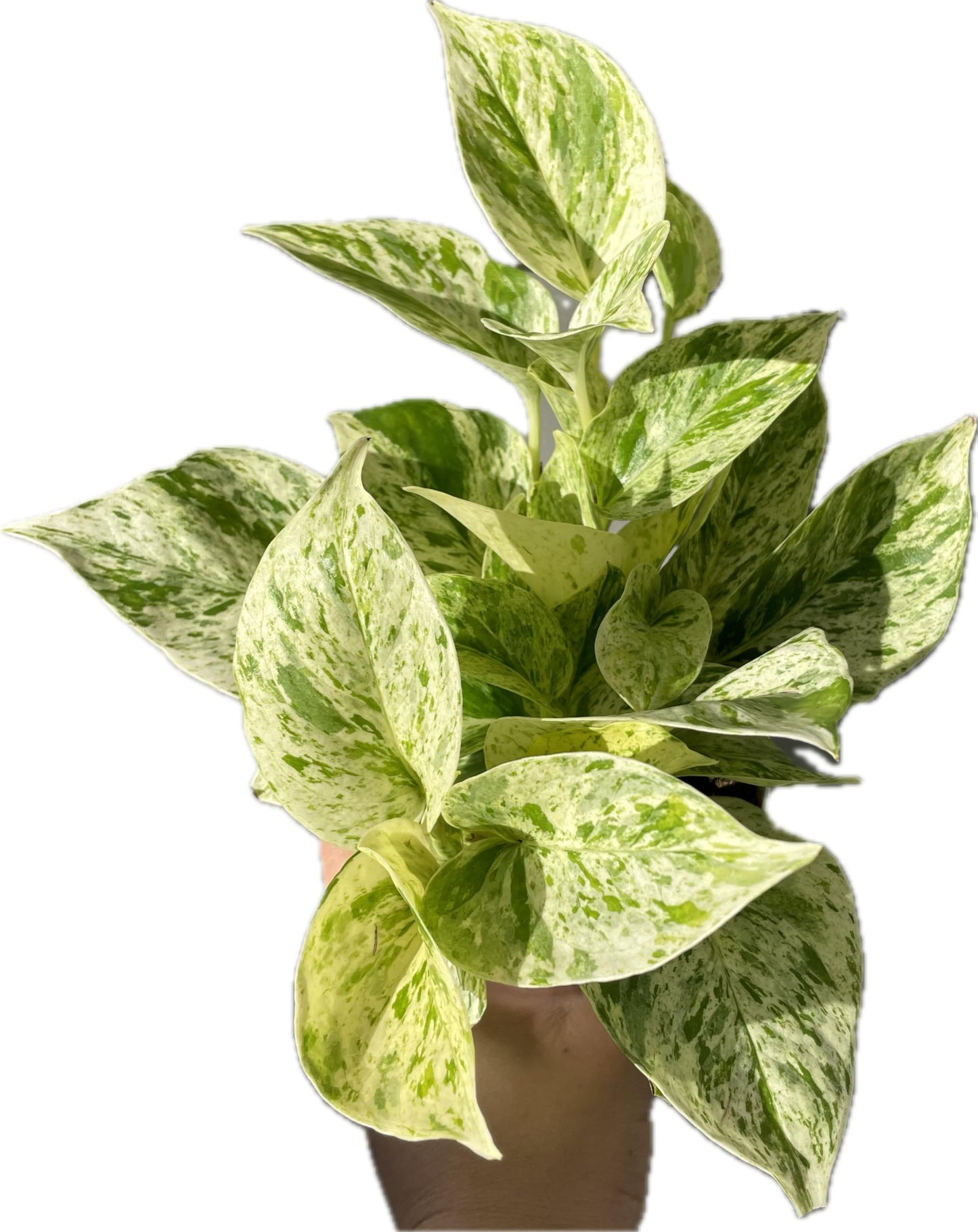 Snow Queen Pothos – Elegant White & Green Variegated Indoor Plant - Pothos Live Plant in 4" Pot – Perfect for Home, Office - Air Purifying Houseplant - Perfect Live Plant Gift - CA Seller