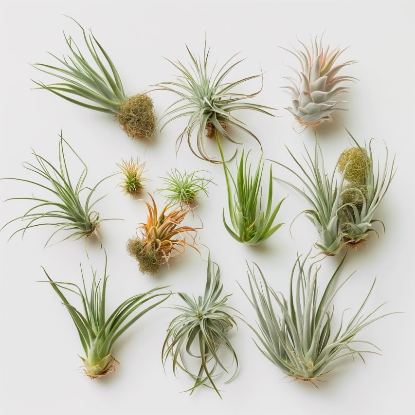 Air Plants Live | Air Plants Variety Pack Live | Available in Packs of 2, 4, 6, 8, 10, &12 | Tillandsia Live Plants | 1-5 inches | CA Seller