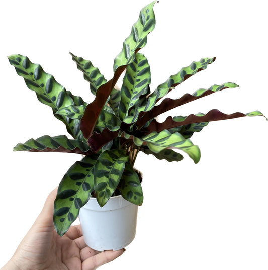 Calathea Lancifolia 'Rattlesnake' - Calathea Plant - Calathea Live Plant - Calathea Plant Best Air Purifying Plant - CA Seller