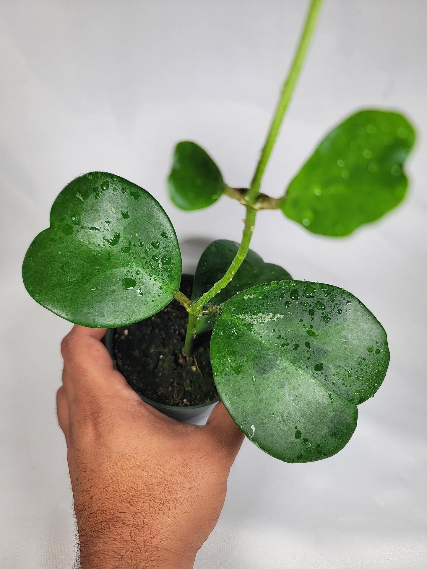 Hoya Kerrii Plant with Heartshape Leaves Live Hoya Plant Great Gift for Mothers and Loved Ones Sweetheart Hoya Live Plant