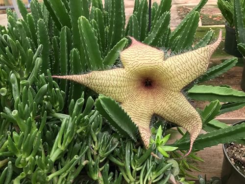 Starfish Cactus with Beautiful Giant Yellow Flowers | Stapelia gigantea | Giant Starfish Plant | Rare Live Plant Huernia | CA Seller