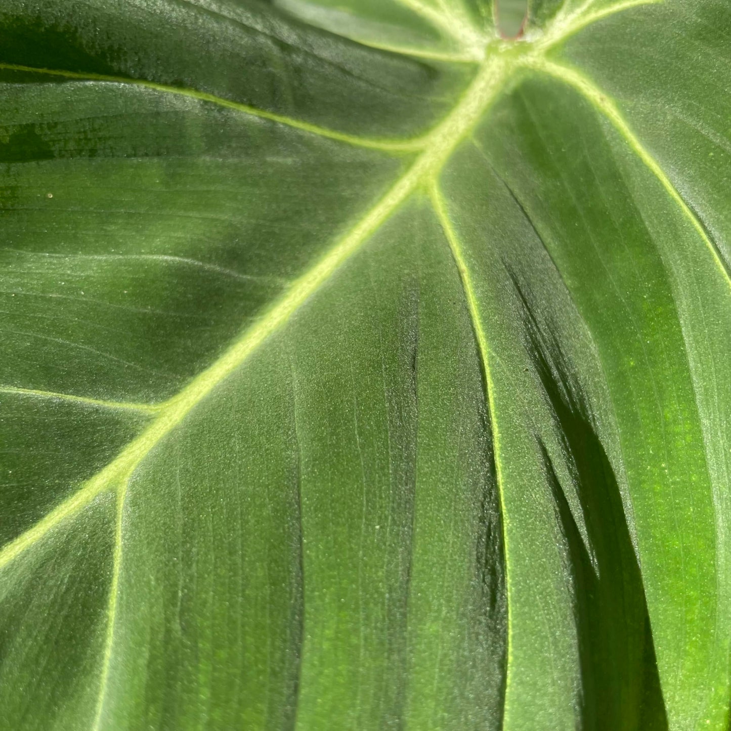 Philodendron Gloriosum - Rare Velvet Heart-Shaped Leaves - Philodendron Live Plant in 4" Pot - Easy Care & Low Maintenance Air Purifying Live Indoor Plant – Minor Leaf Imperfection - CA Seller