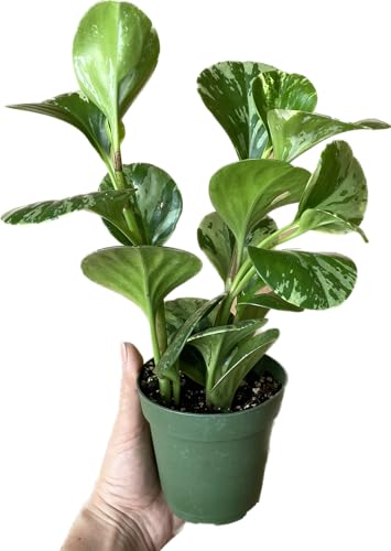 Live Rubber Plant - Peperomia Marble - Peperomia Obtusifolia Marble Variegated - Available in 3", 4", and 6" Pots - CA Seller - Ideal Gift for Home, Office - Peperomia Live Plant