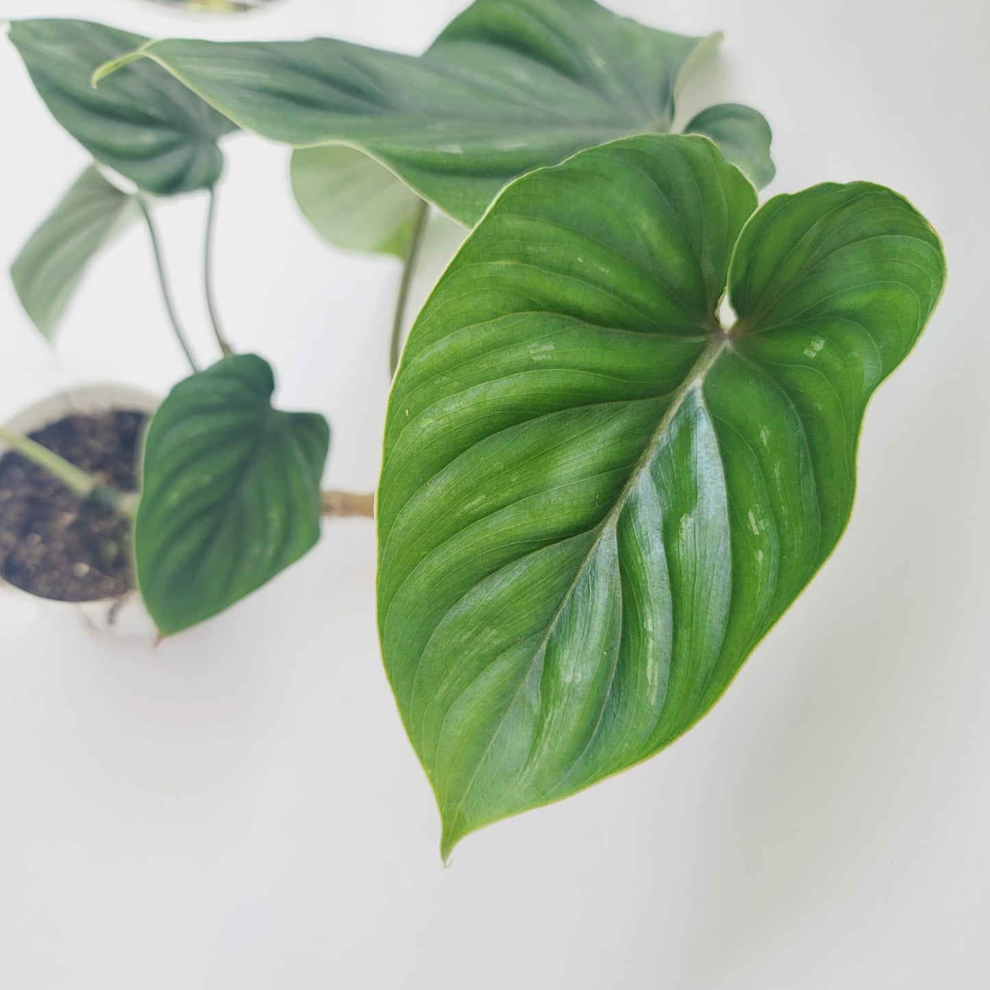 Philodendron Plowmanii – Rare Collector Philodendron with Large Silver-Green Quilted Leaves – Exotic Aroid Live Plant for Indoor Décor – Easy Tropical Houseplant