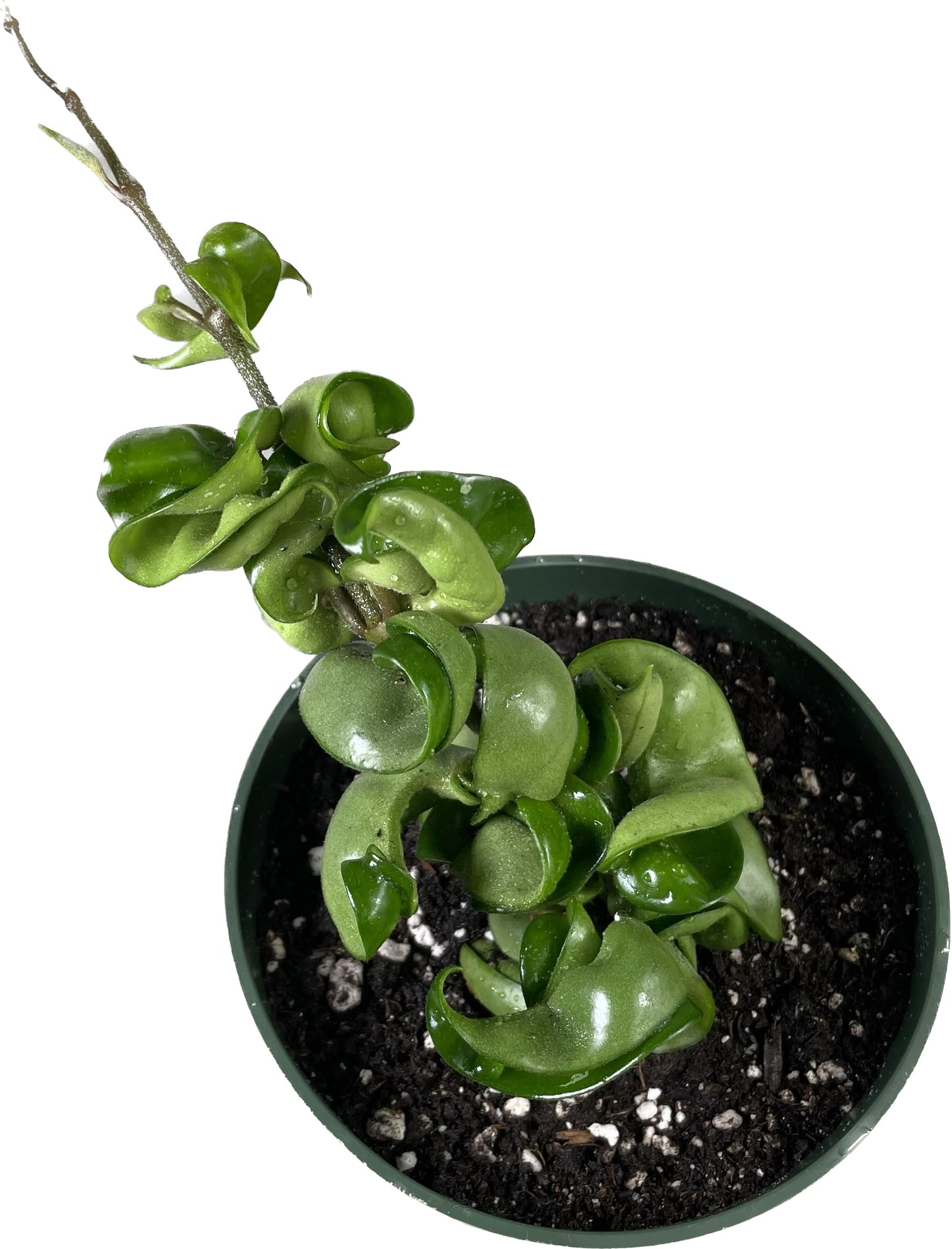 Hoya Compacta aka Hoya Hindu Rope Available in 2", 4", and 6" Pot Live Hoya Plant Captivating Vine Plant for Air-Purifying - Hoya Plants Live Houseplants