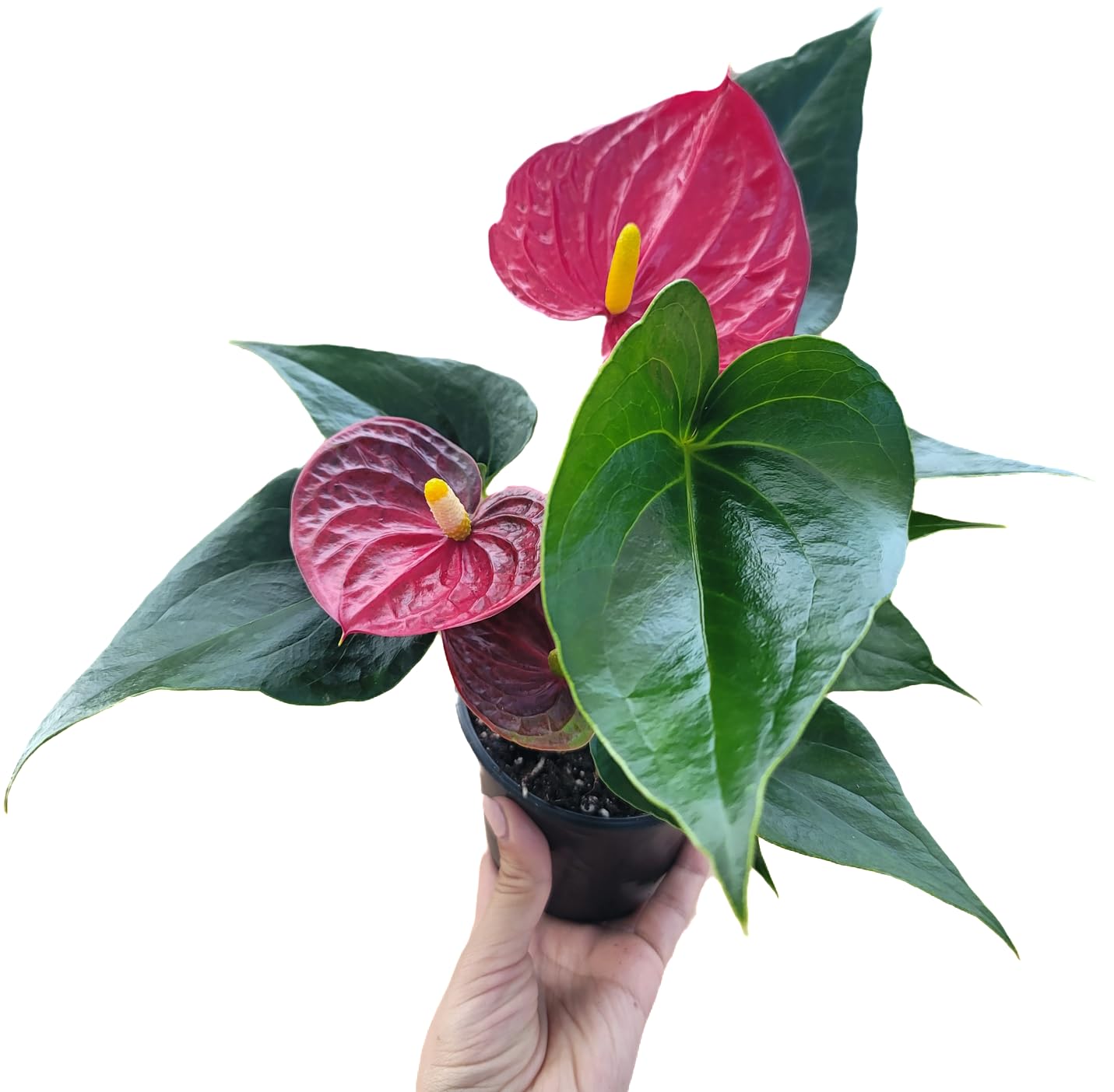 Anthurium Red Flower Aristo - Exotic Tropical Houseplant with Glossy Red Flowers and Lush Foliage - Easy-Care Indoor Plant - CA Seller - Air Purifying Plant