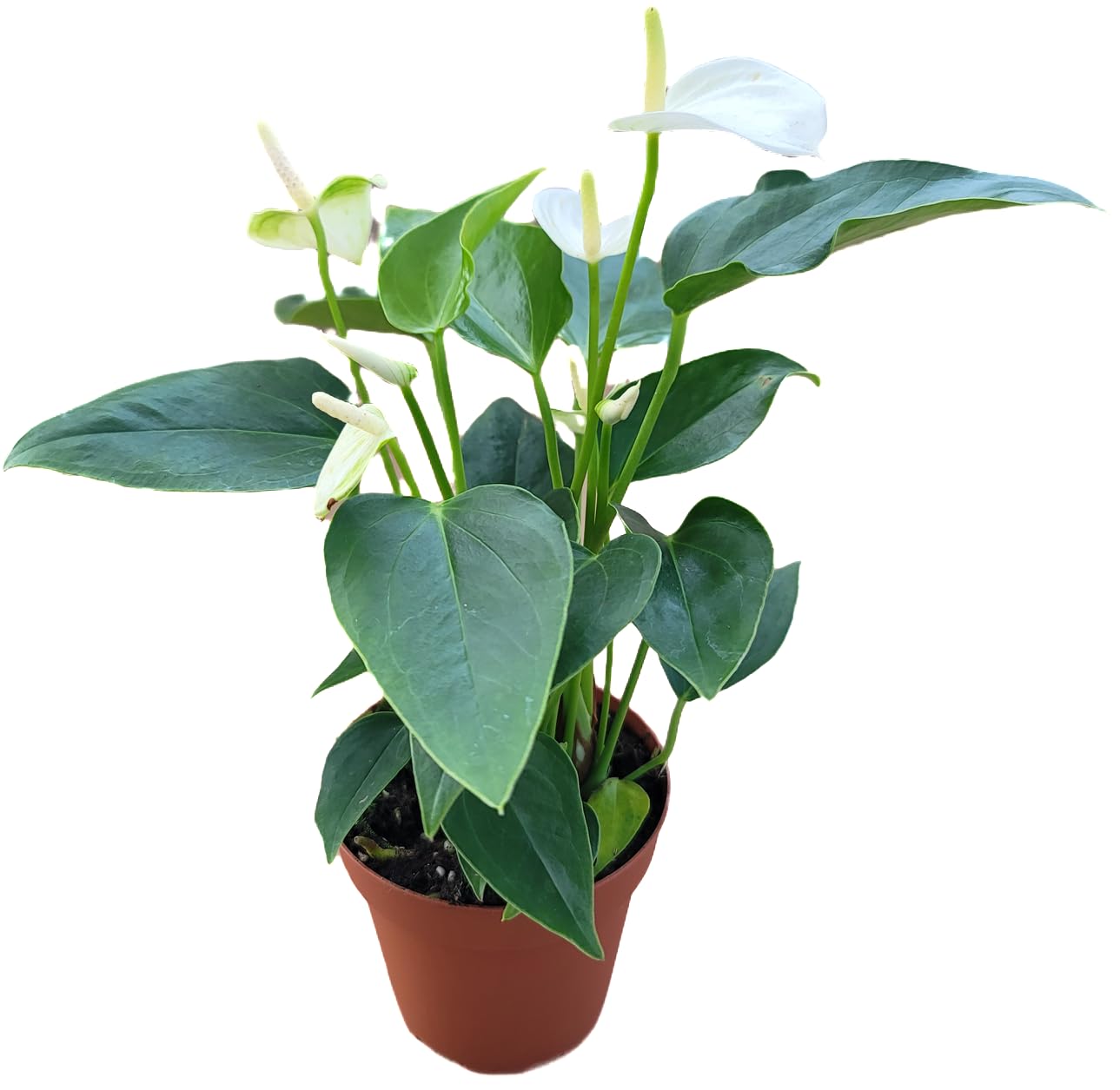 Anthurium White Flower Andraeanum - Exotic Tropical Houseplant with Glossy White Flowers and Lush Foliage - Easy-Care Indoor Plant - CA Seller - Air Purifying Plant