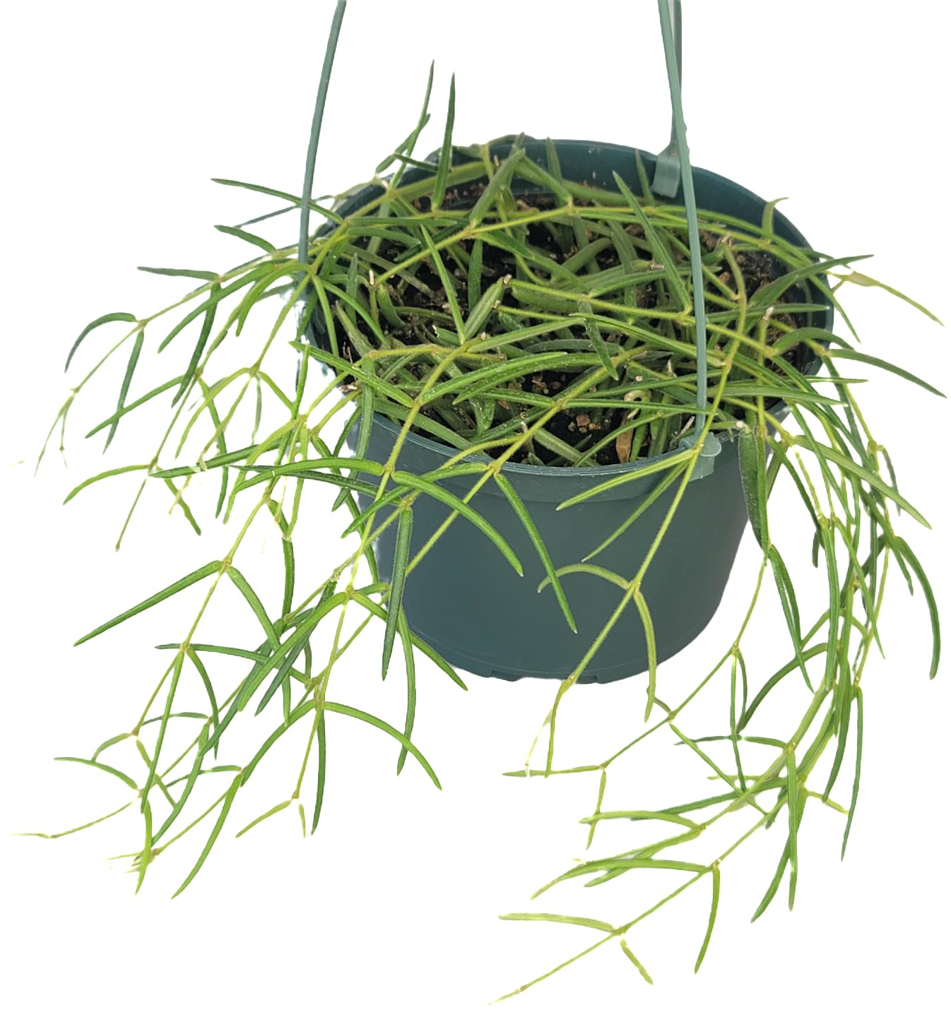 Hoya Linearis Live Plant in 6” Hanging Pot – Rare Trailing Houseplant with Fuzzy Foliage - Hoya Plants Live Houseplants - Air Purifying Plant - Ships from CA