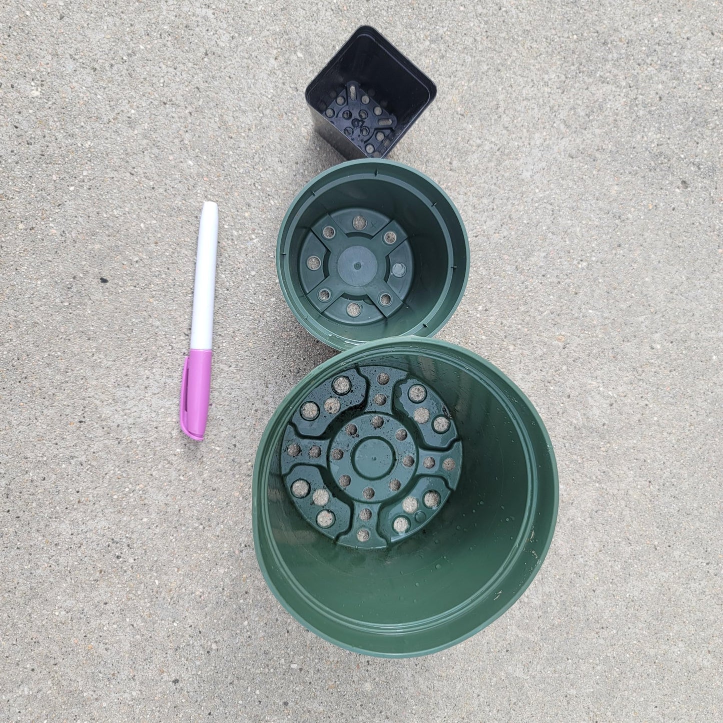 Variegated Hoya Obovata Spalsh Available in 2" Pot, 4" Pot, and 6" Hanging Pot - Hoya Plants Live Houseplants - California Seller - Air Purifying Plant - Pet Friendly Plant