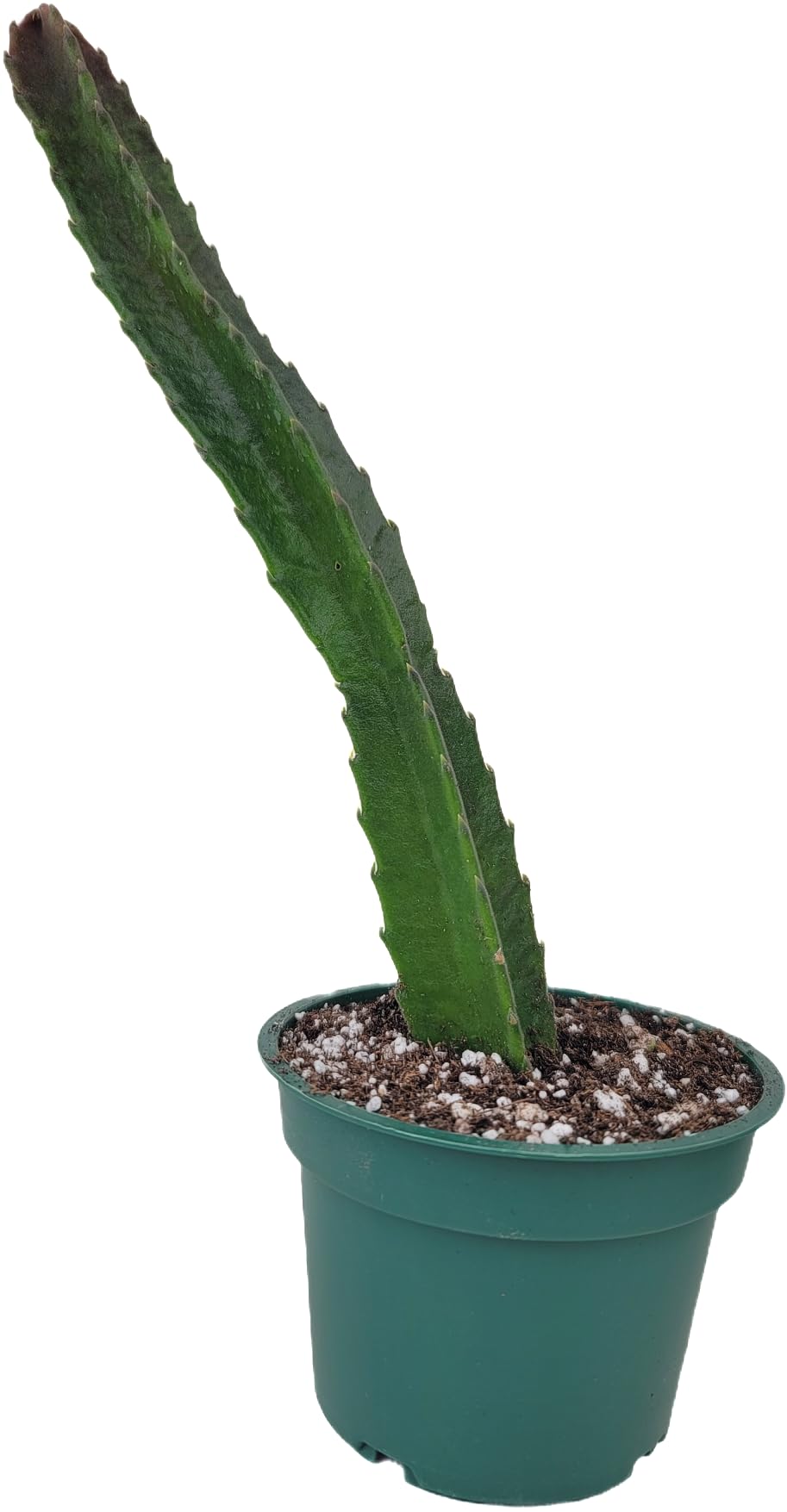 Starfish Cactus with Beautiful Giant Yellow Flowers | Stapelia gigantea | Giant Starfish Plant | Rare Live Plant Huernia | CA Seller