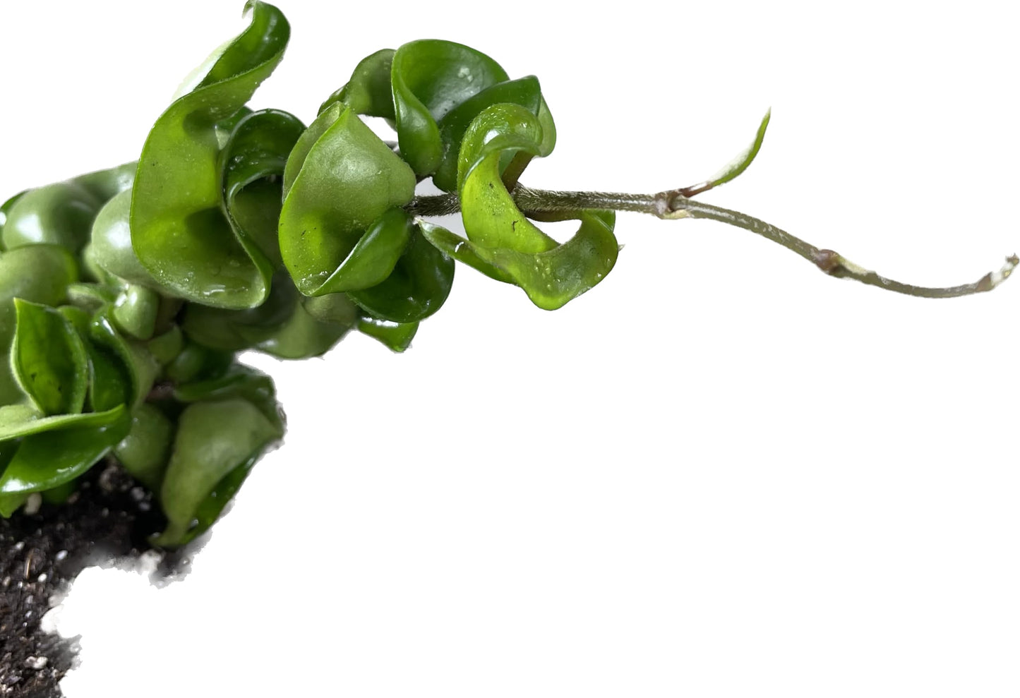 Hoya Compacta in 4" Pot aka Hoya Hindu Rope Plant or Hoya Krinkle Kurl - Hoya Plant Live Houseplants - Live Hoya Plant - Hoya Compacta Live Plant - Air Purifying Plant - Pet Friendly Plant