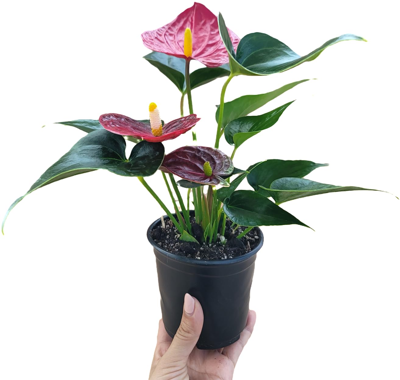 Anthurium Red Flower Aristo - Exotic Tropical Houseplant with Glossy Red Flowers and Lush Foliage - Easy-Care Indoor Plant - CA Seller - Air Purifying Plant