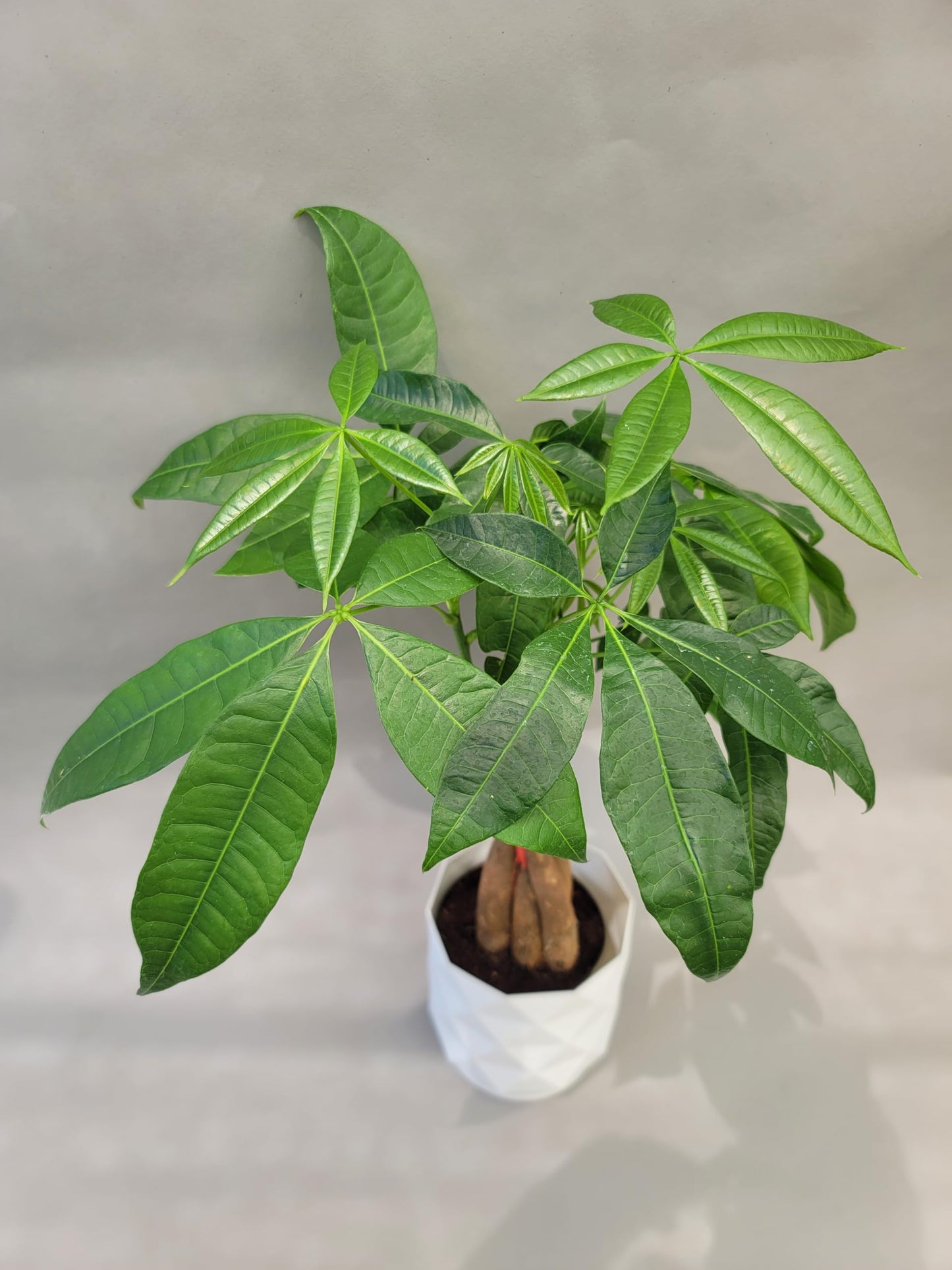Braided Chinese Money Tree Live Plant - Now Available in Geometric Self-Watering Planter - Pachira Aquatica - Live Bonsai Tree - Air Purifying Plant