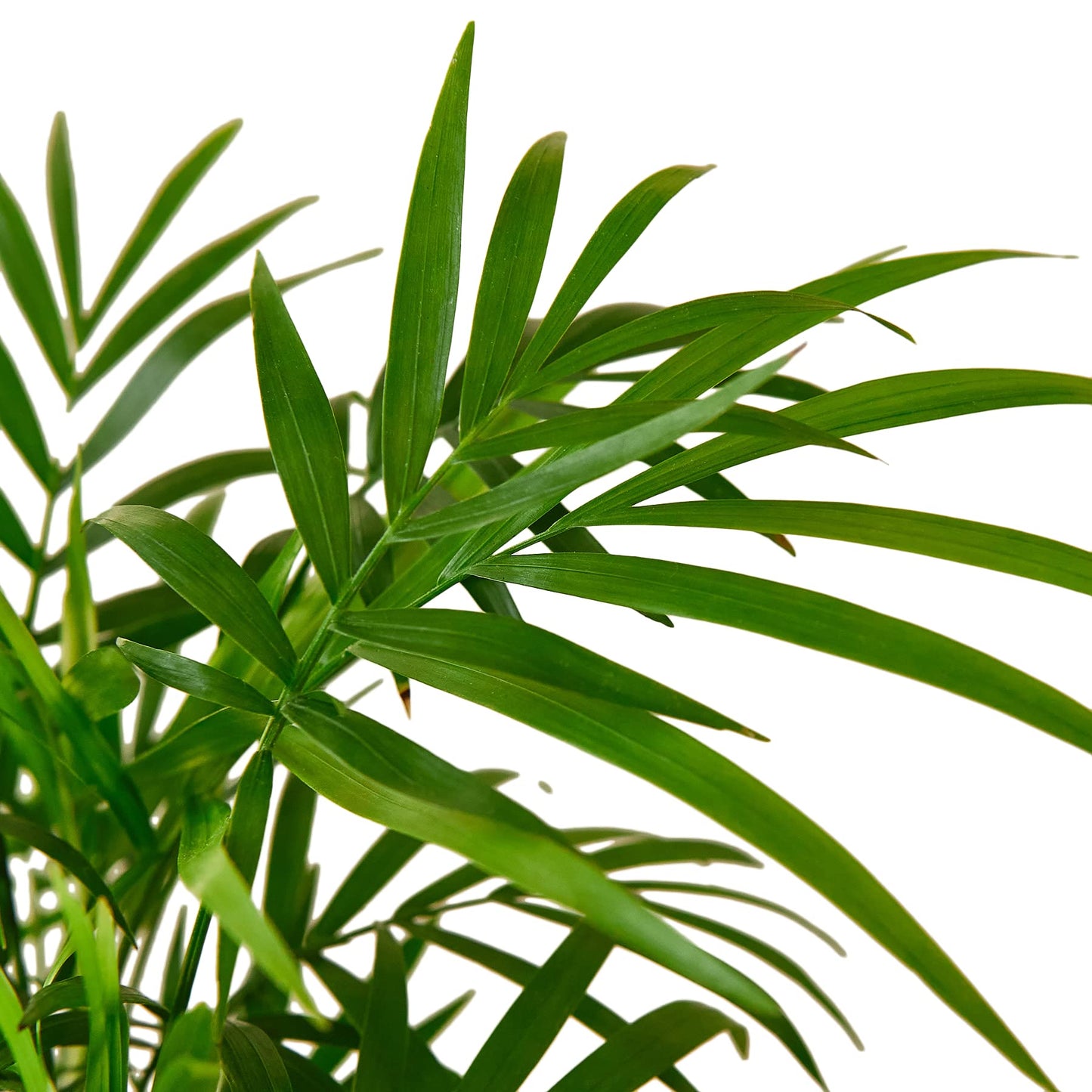 Parlor Palm Live Indoor Plant | Neanthebella Live Plant | Air Purifying Plant | Ship from CA in Nursey Pot | PET Friendly