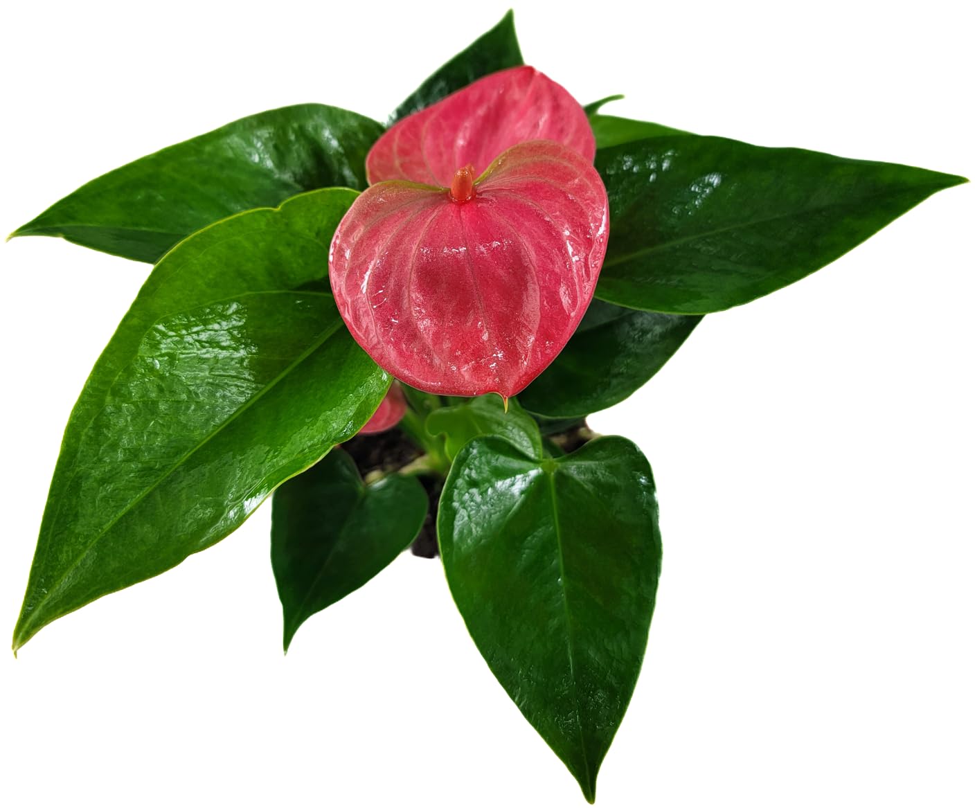 Anthurium Live Plant Pink Flowers - Anthurium Andraeanum Pink Flower - Anthurium Plants Live House Plants - Heart-Shaped Leaves - Available in 4" & 6" Pot - CA Seller