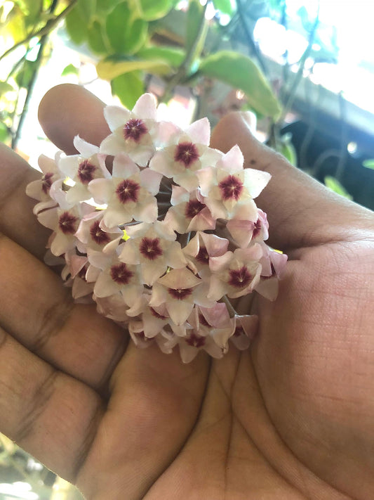 Hoya Krimson Queen Available in 2" Pot, 4" Pot, and 6" Hanging Pot, Live Arrival Guaranteed! Live Hoya Plant Live Indoor Plant