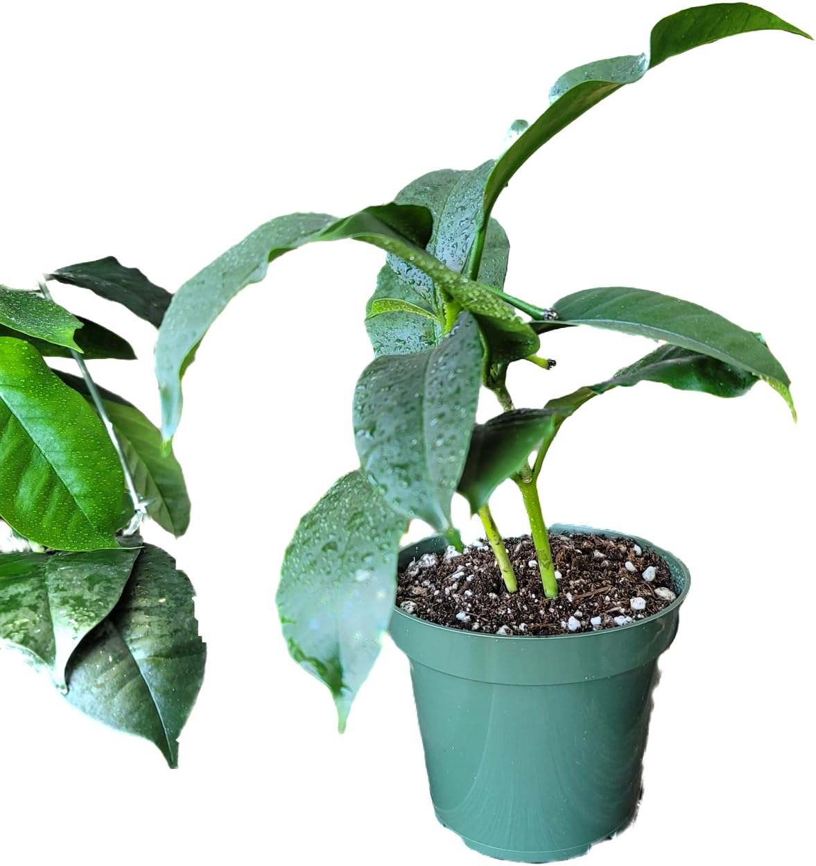 Hoya Shooting Star - Hoya Multiflora - Hoya Plants Live Houseplants - Stunning Shooting Star-Shaped Blooms - Air Purifying Tropical Vine - CA Seller