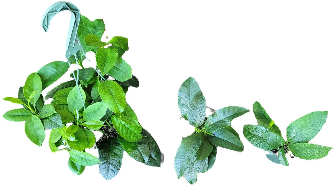 Hoya Shooting Star - Hoya Multiflora - Hoya Plants Live Houseplants - Stunning Shooting Star-Shaped Blooms - Air Purifying Tropical Vine - CA Seller