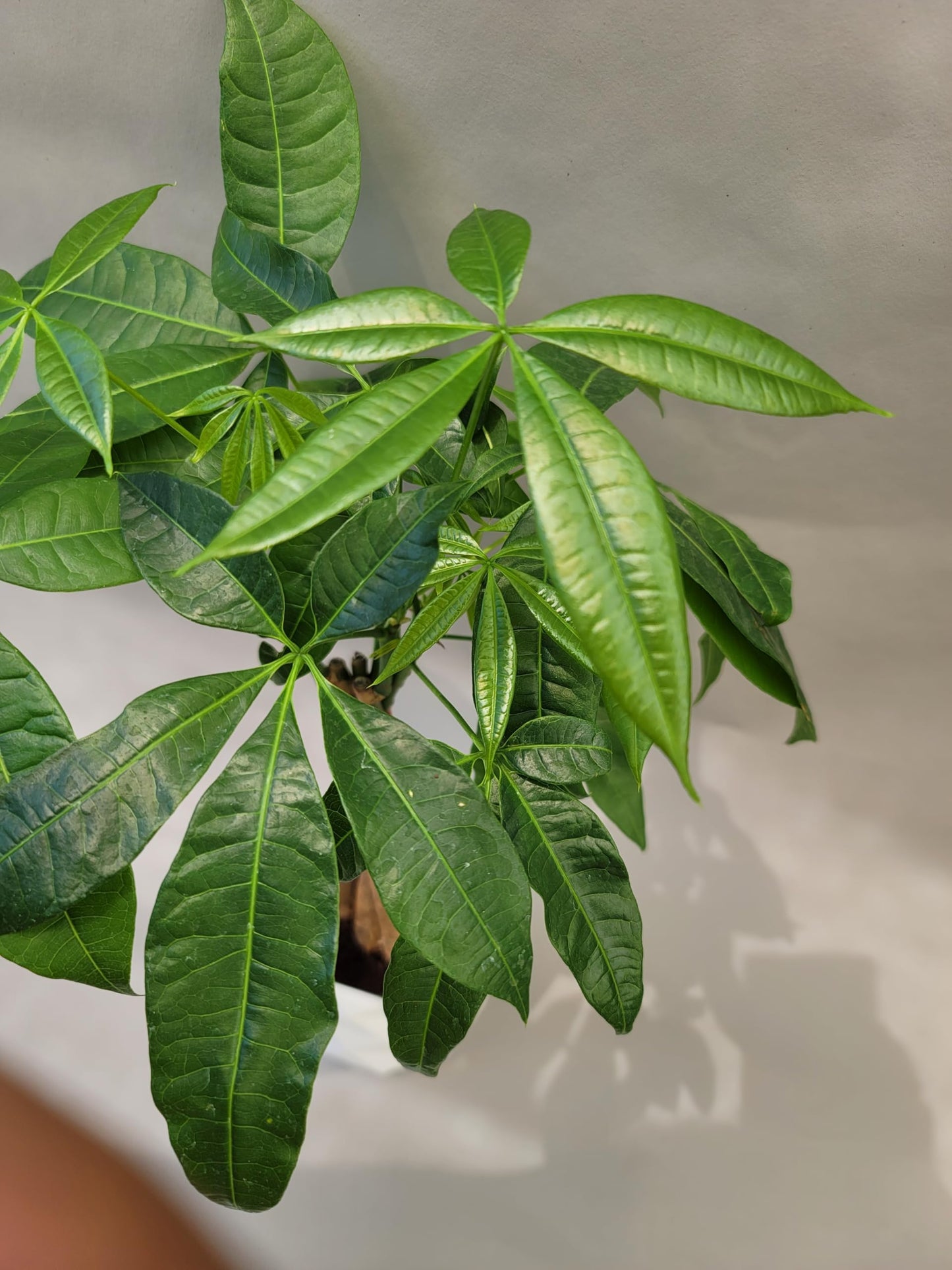 Braided Chinese Money Tree Live Plant - Now Available in Geometric Self-Watering Planter - Pachira Aquatica - Live Bonsai Tree - Air Purifying Plant