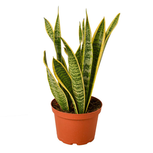 Live Snake Plant in Pot - Sansevieria trifasciata Laurentii - Fully Rooted Indoor House Plant in Pot - Mother in Law Tongue Sansevieria Plant - Best Air Purifying Plant - CA Seller