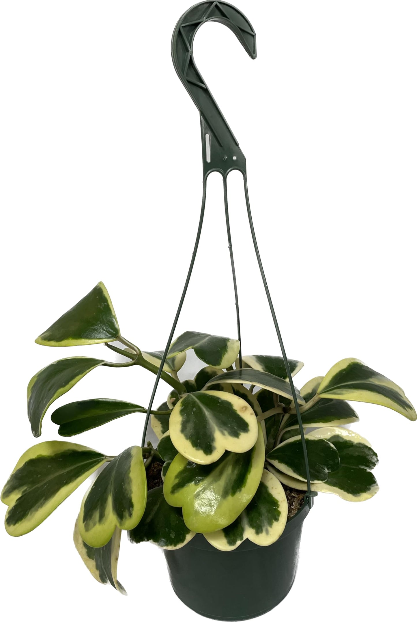 Variegated Hoya Kerrii - Hoya Plants Live Houseplant - Live Hoya Plant - Outer Variegated Hoya Kerrii - Plant Gift - Air Purifying Plant