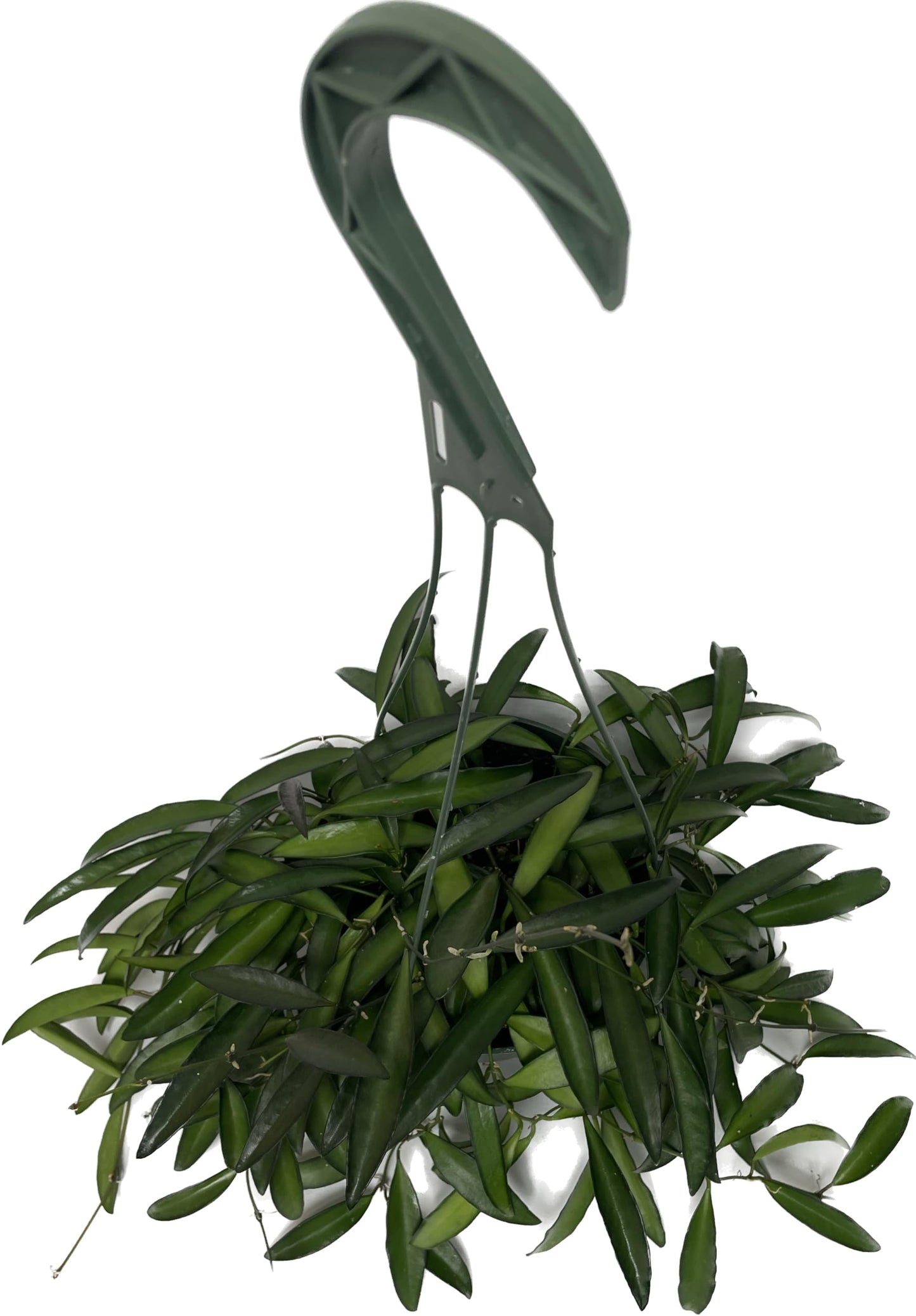 Hoya Wayetii Captivating Wax Plant - Air Purifing Live Plant - Hoya Plants Live Houseplants - Available in 2" Pot, 4" Pot and 6" Hanging Pot - Ships from CA - Pet Friendly Plant