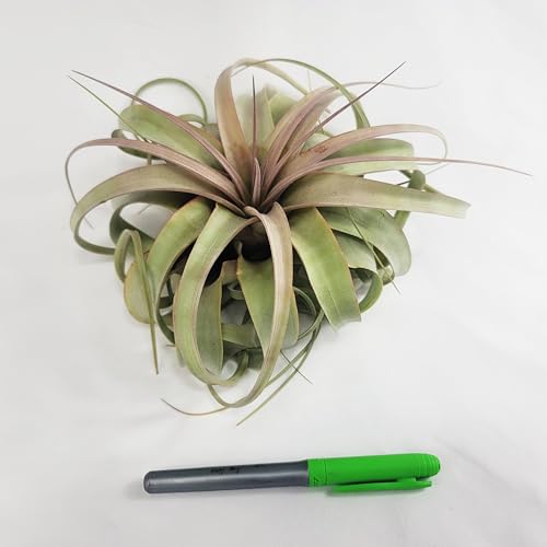 Large Air Plant Live Tillandsia Xerographica | Size 6-8 inches | Tillandsia Xerographica Large Air Plant Live | CA Seller