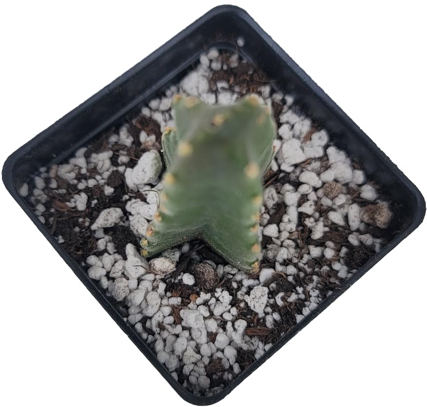 Starfish Cactus with Beautiful Giant Yellow Flowers | Stapelia gigantea | Giant Starfish Plant | Rare Live Plant Huernia | CA Seller