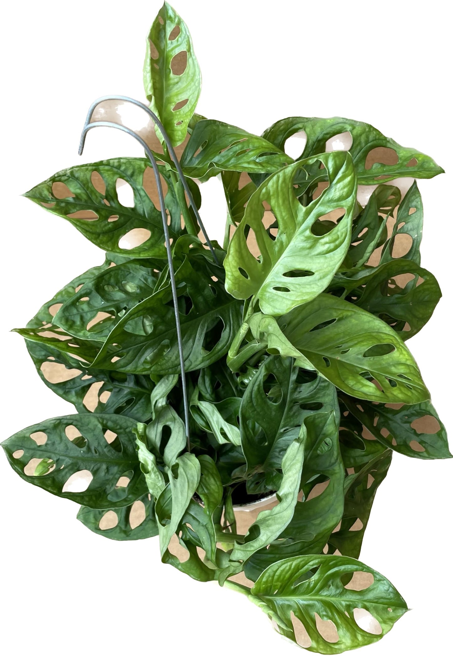 Premium Monstera Adansonii - Exotic Swiss Cheese Vine - Rare Indoor Plant - Swiss Cheese Plant Live - Monstera Plant Live - Limited Stock, Order Now