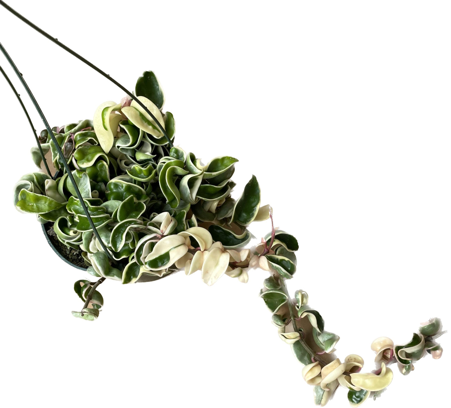 Variegated Hoya Compacta aka Hoya Hindu Rope Variegated - Available in 2", 4", and 6" Pot Live Hoya Plant Prime Plants California - Air Purifying Plant - Pet Friendly Plant