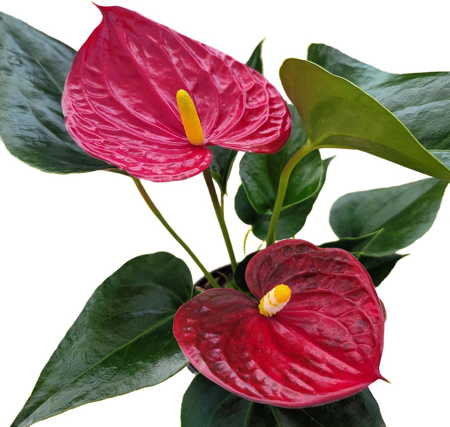Anthurium Red Flower Aristo - Exotic Tropical Houseplant with Glossy Red Flowers and Lush Foliage - Easy-Care Indoor Plant - CA Seller - Air Purifying Plant