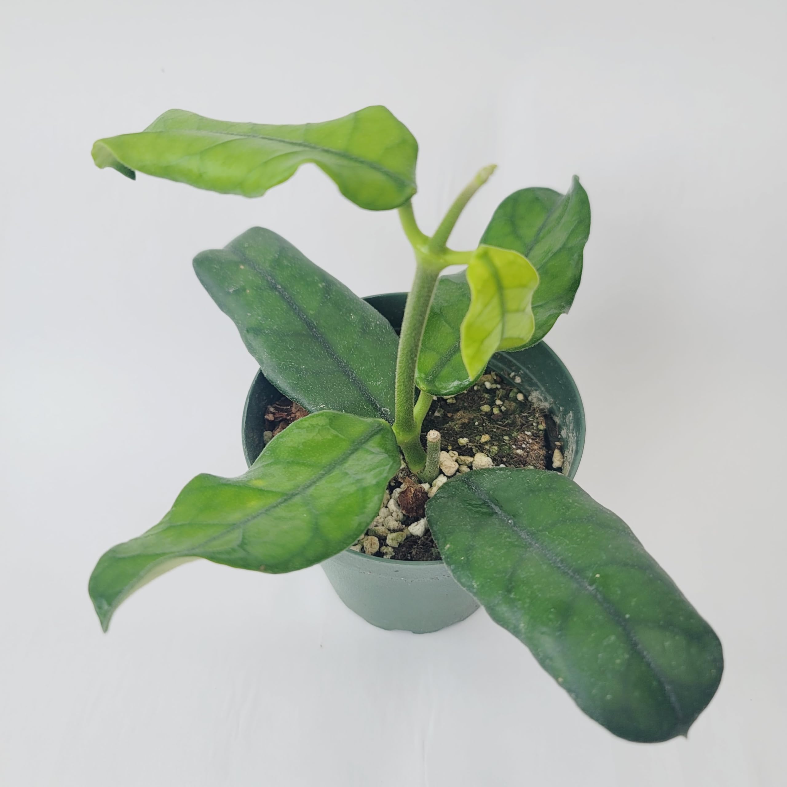Prime Plants California Hoya Globulosa - Thumbnail 4