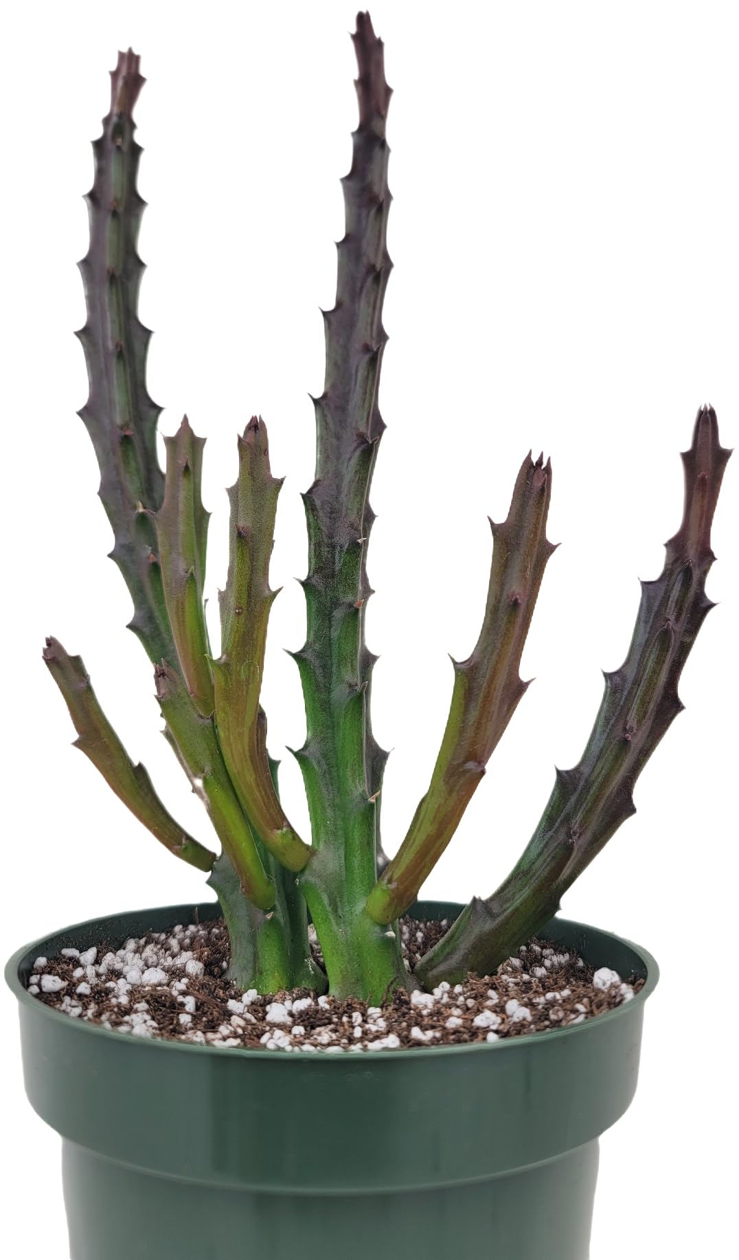 Lifesaver Plant with Purple Flowers - Live Plant in Pot - Stapelia Mutabilis - Beautiful Indoor Outdoor Cacti Succulent Houseplant with Exotic Blooms