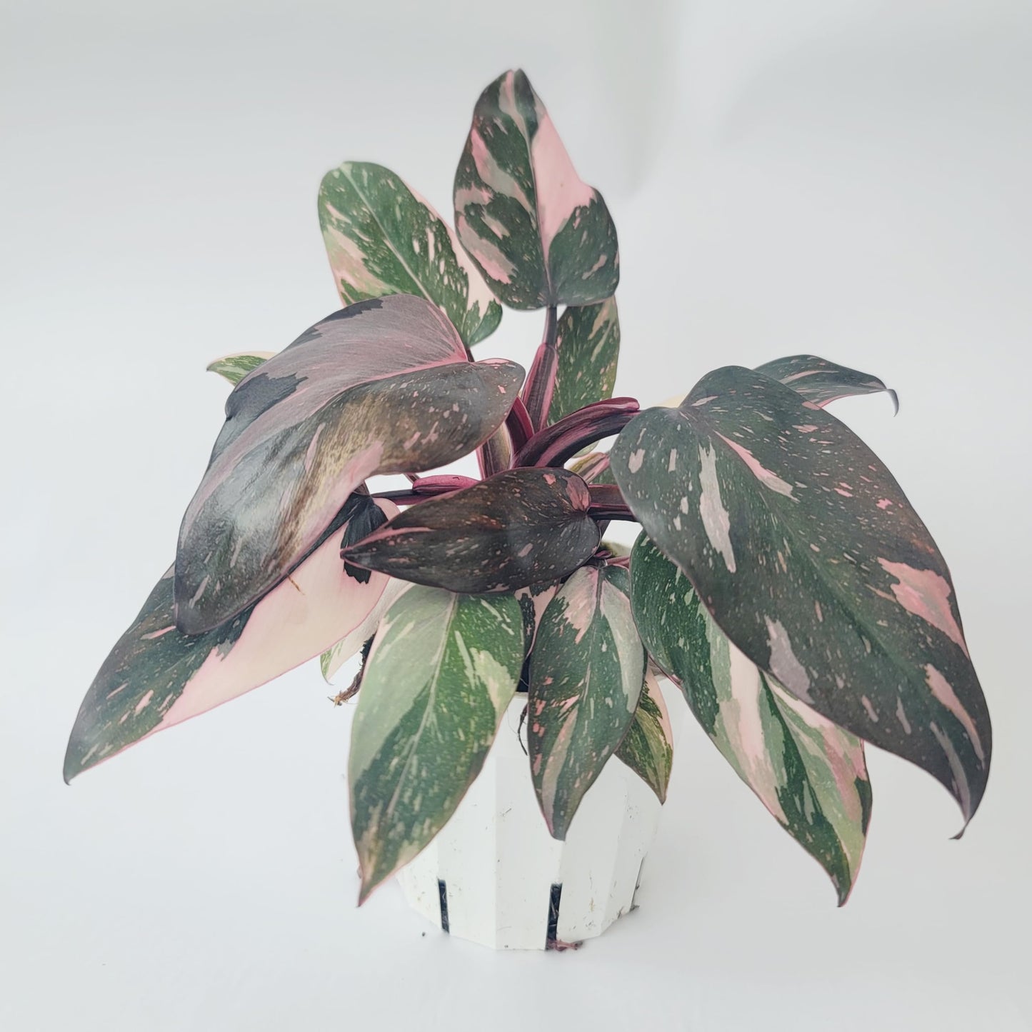 Philodendron Pink Princess Marble Galaxy Variegation with Dark Cherry Colors - Perfect Plant Gift - Rare Pink Live Plant - Variegated Philodendron eurebscens - CA Seller