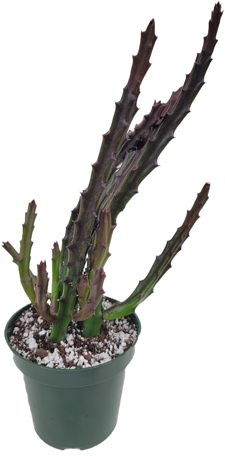 Lifesaver Plant with Purple Flowers - Live Plant in Pot - Stapelia Mutabilis - Beautiful Indoor Outdoor Cacti Succulent Houseplant with Exotic Blooms