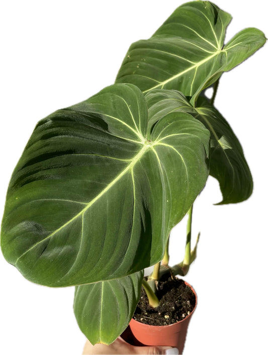 Philodendron Gloriosum - Rare Velvet Heart-Shaped Leaves - Philodendron Live Plant in 4" Pot - Easy Care & Low Maintenance Air Purifying Live Indoor Plant – Minor Leaf Imperfection - CA Seller